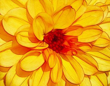 So Yellow (Yellow Dahlia Art) by Caroline Lichthart