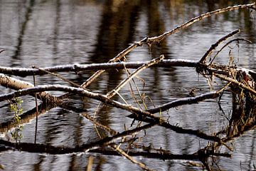 Jumble of branches and ditch by Stobbe; stiltegrafie