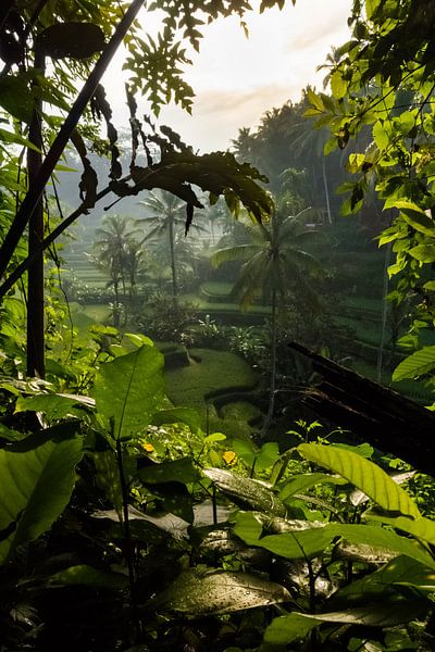 Bali by Hello Pompoyo