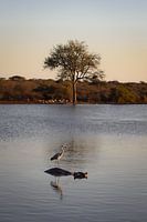 Flusspferd mit Vogel im Wasser, Krüger-Nationalpark, Südafrika