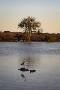Hippopotame avec un oiseau dans l'eau, Parc national Kruger, Afrique du Sud