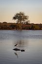 Hippopotame avec un oiseau dans l'eau, Parc national Kruger, Afrique du Sud par Elles van der Veen Aperçu