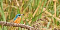 Ijsvogel op de uitkijk
