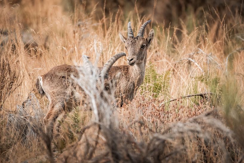 Capricorns in Dry Landscape Connected Gaze in the thicket by Femke Ketelaar