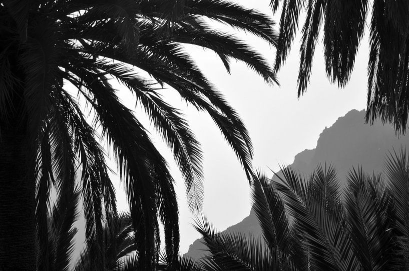 Ein Blick zwischen die Palmblätter von Carlijn van Gerrevink
