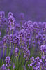 Lavendel (Spitze)