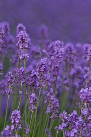 Lavender (aspic) by Jos Verhoeven