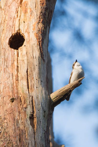 De bonte vliegenvanger van Danny Slijfer Natuurfotografie