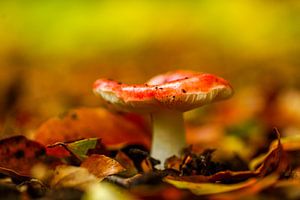 Wald im Herbst von Dirk van Egmond