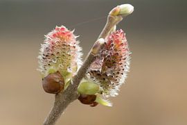 Raindrops on catkin