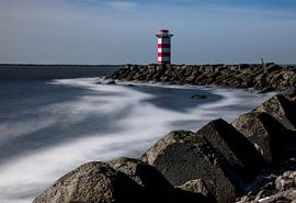 Holland Country Sheep by farshid sadeghi
