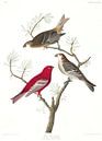 Haakbek van Birds of America thumbnail