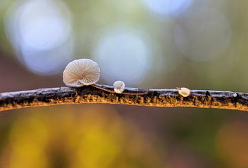 Witte champignons op een tak verlicht door de ondergaande zon van Horst Husheer