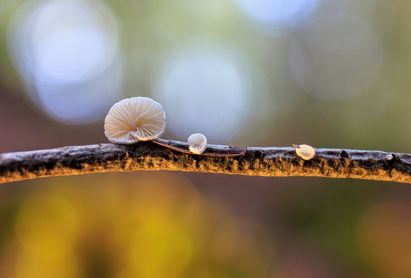 white mushrooms on a branch illuminated by the setting sun by Horst Husheer