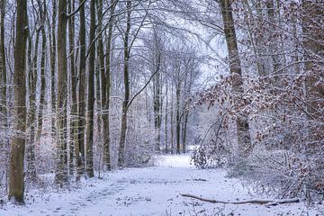 winter in het waerderhout bos 12