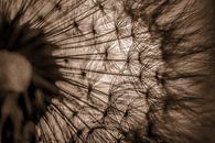 Warm shades of brown: From the heart of a dandelion by Marjolijn van den Berg thumbnail