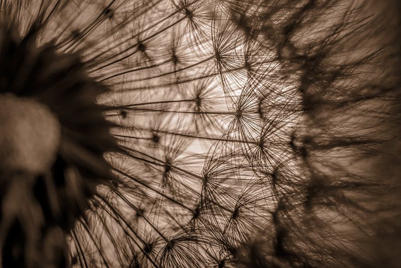 Warm shades of brown: From the heart of a dandelion by Marjolijn van den Berg