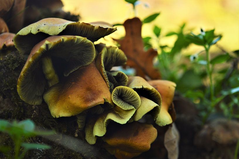 Paddenstoelen in alle vormen von DoDiLa Foto's