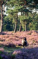 Small horse on a moor.