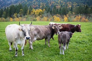 Vaches d'automne