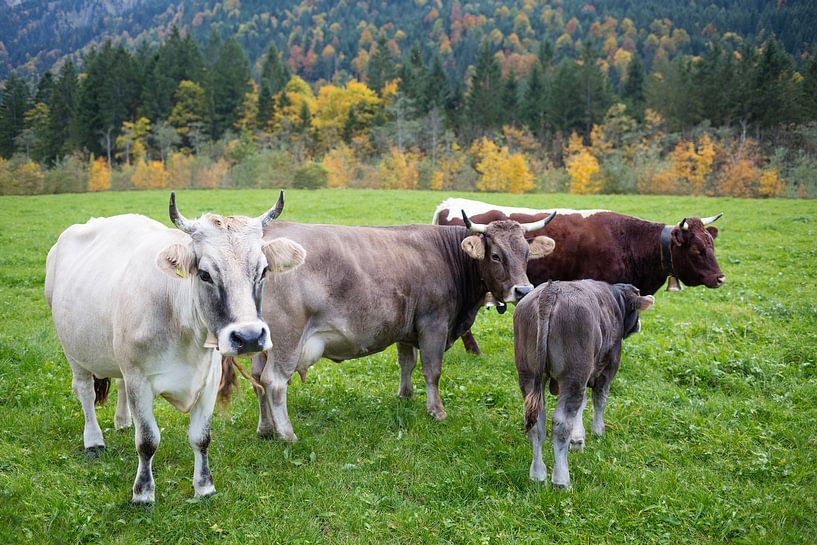 Vaches d'automne par kuh-bilder.de