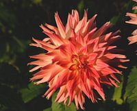 Die rosa Dahlie
