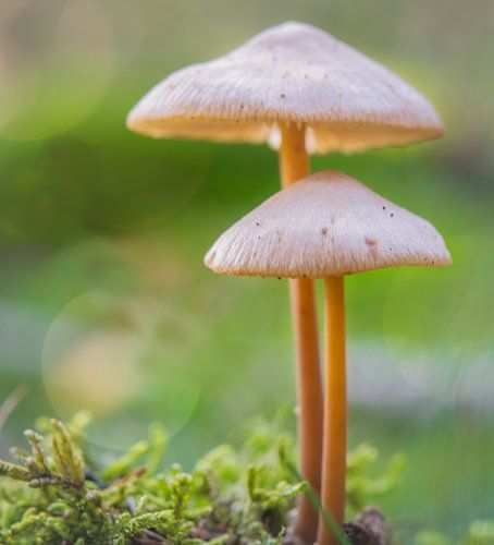 Two porcelain toadstools