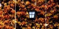 Herbstlicht von Christine Nöhmeier Miniaturansicht