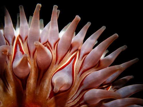 Détail coloré d'un dahlia de mer