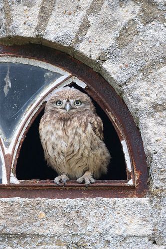 Steenuil (Athene noctua)