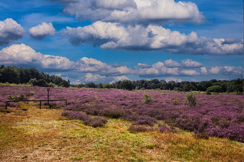 Dolmens and flowering heathland in Drenthe. by Brian Morgan