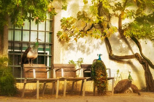 Peacocks without diary