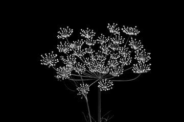 Fenouil en fleurs noir et blanc sur Niek Traas