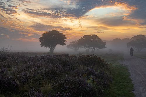 Champ de bruyère du matin brumeux