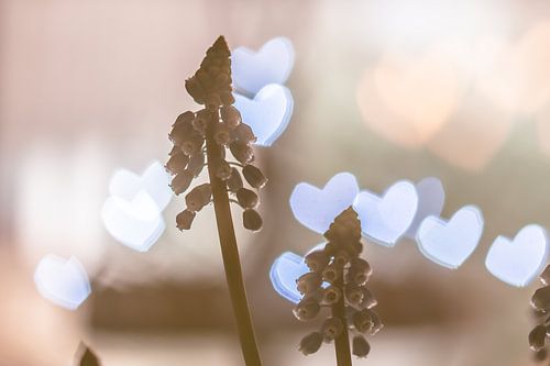 wil je mijn Valentijn zijn?