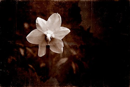 achterkant van een narcis