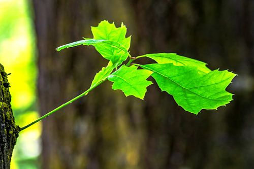 Profiter de la nature : Nouvelle séance photo