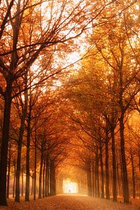 Lumière d'automne sur Tashina van Zwam