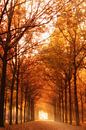 Herbstlicht von Tashina van Zwam Miniaturansicht