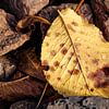 Autumn leaves among rocks by Melissa Peltenburg