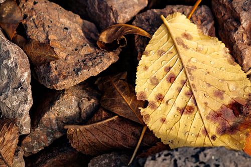 Herfstblad tussen rotsen