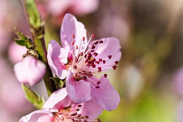 Blüte von Rob Boon