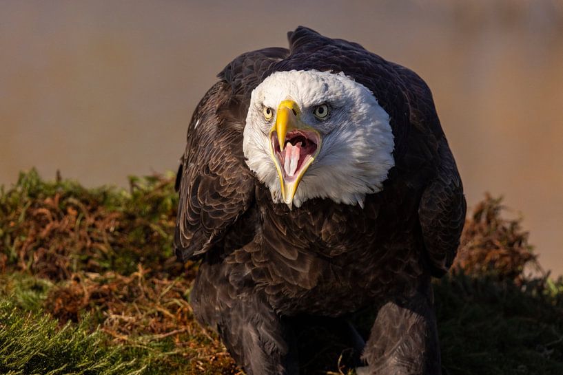 American bald eagle or Bald Eagle (Haliaeetus leucocephalus) by Gert Hilbink