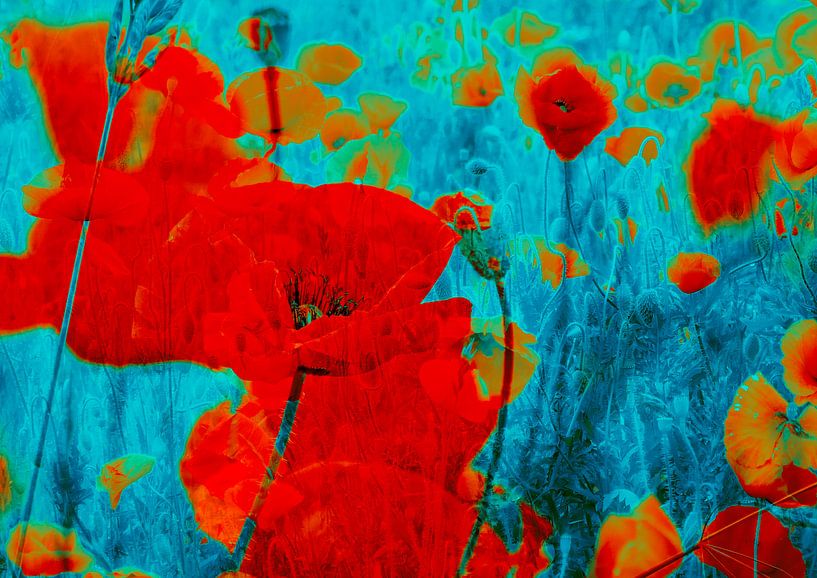 sea of poppies by christine b-b müller