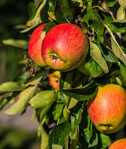 Äpfel zum Pflücken bereit