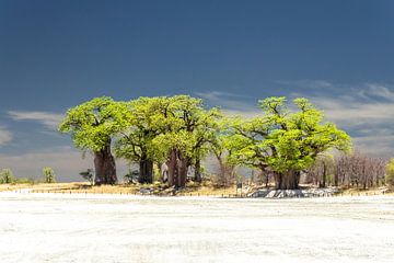 Baines Baobabs van Thomas Retterath