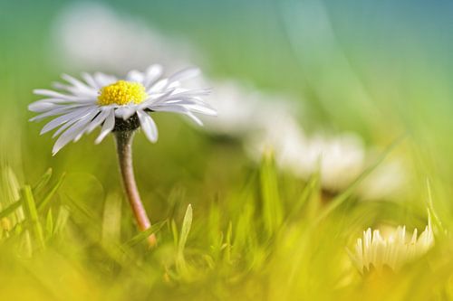 Absolument amour .... 