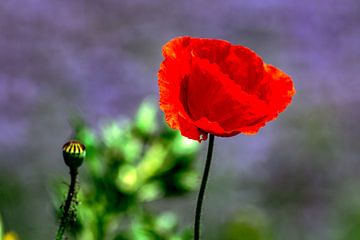 Genieten van de natuur : De klaproos van Michael Nägele