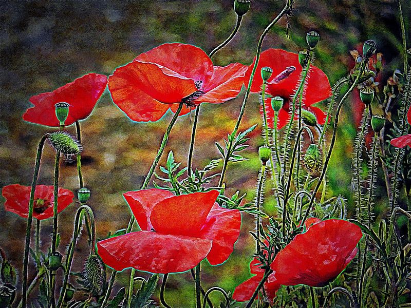 Poppy Tangle by Dorothy Berry-Lound