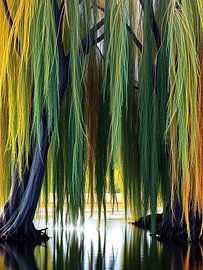 Chuchotements du saule : Une sereine tapisserie d'ombre et de soleil